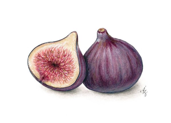 Инжир иллюстрация