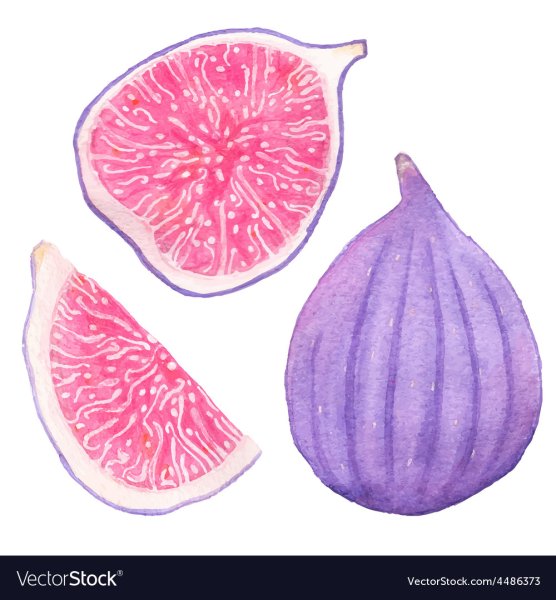 Инжир акварель вектор