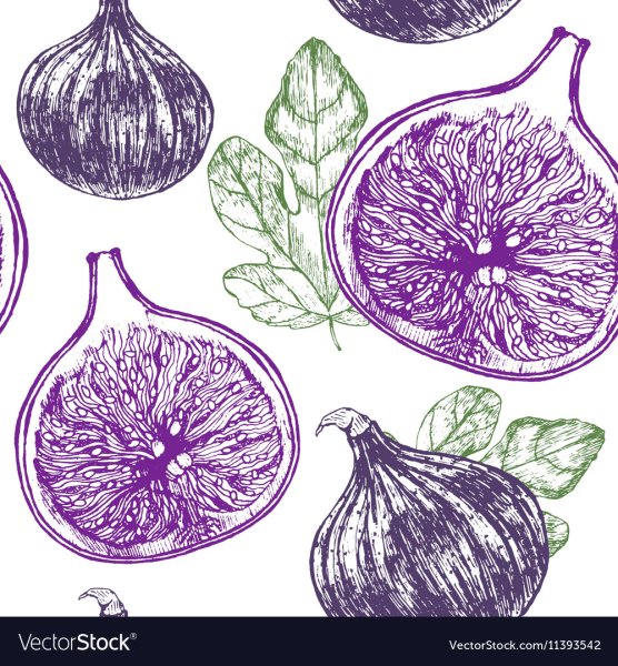 Инжир вектор