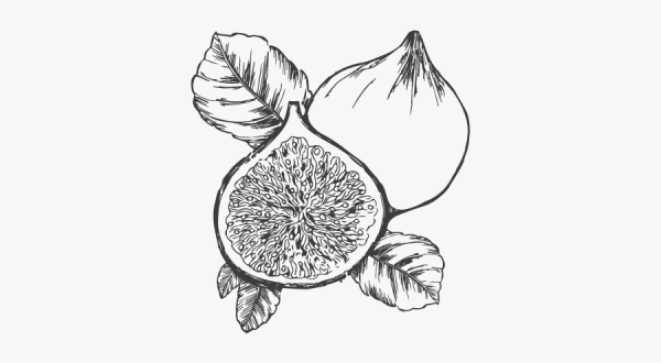 Инжир раскраска