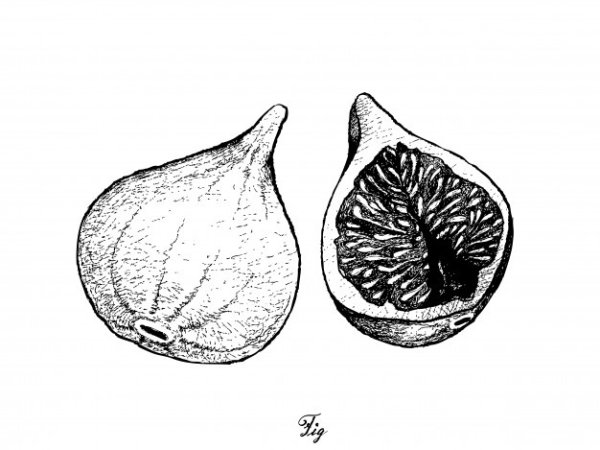 Инжир черно белый