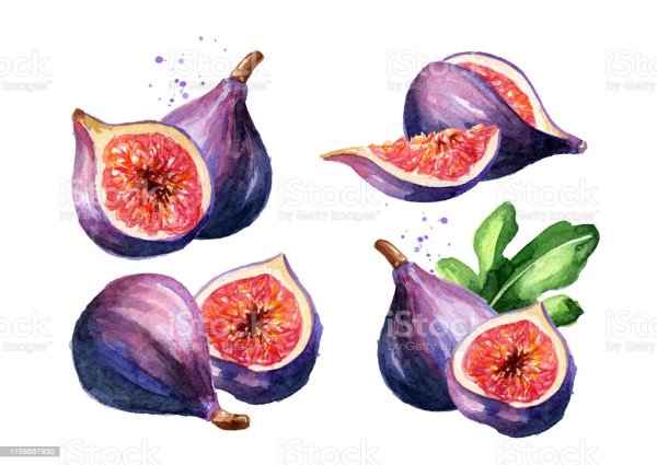 Инжир скетч акварелью