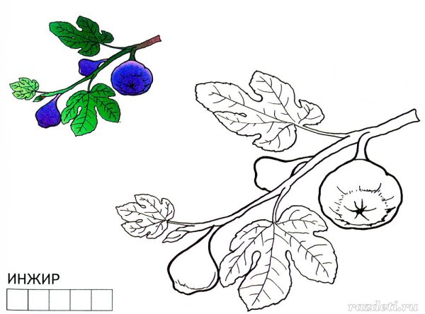 Инжир раскраска