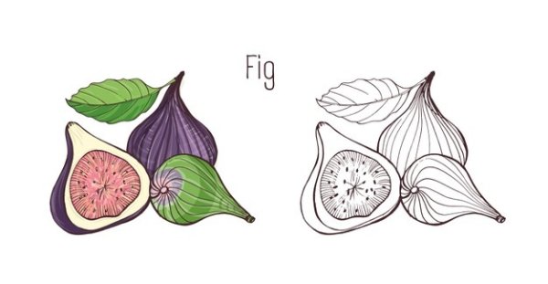 Как нарисовать разрезанный инжир