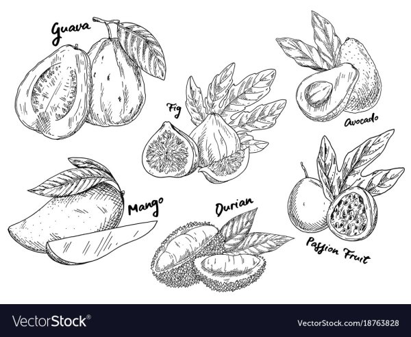 Манго рисунок скетч