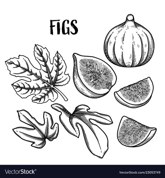 Инжир графический рисунок