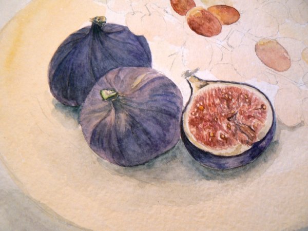 Инжир скетч