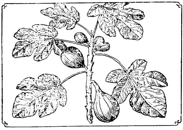 Раскраска плод инжира