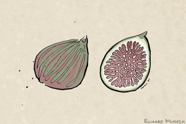 Инжир Минимал рисунок