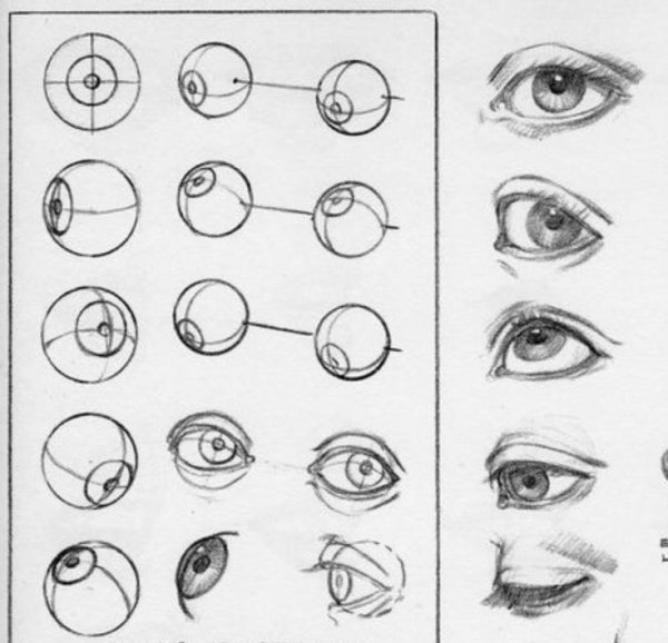 Поэтапное рисование мордочки собаки