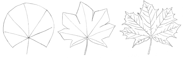 Как нарисовать кленовый лист