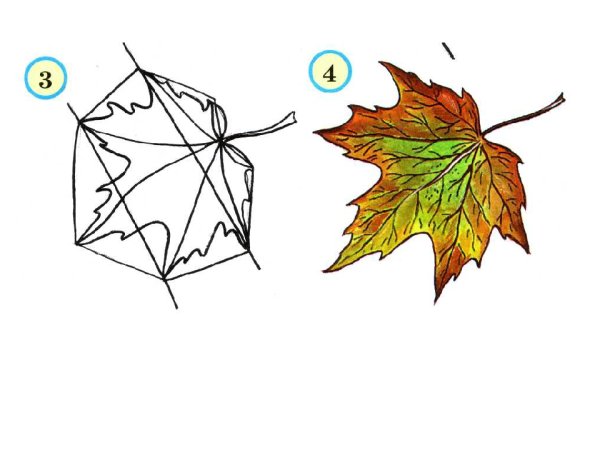 Рисование листьев клена