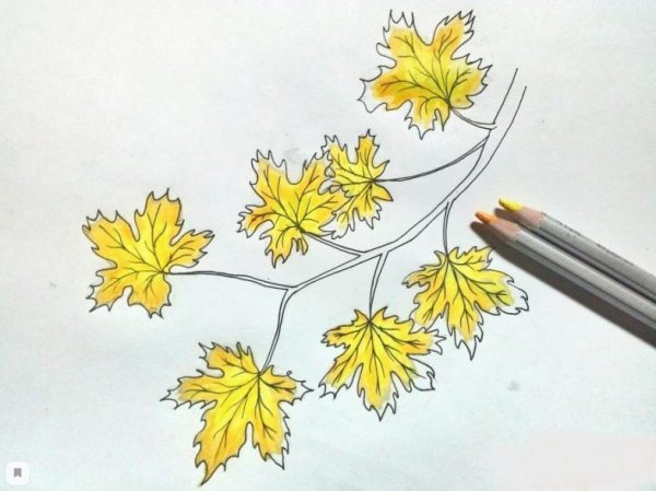 Рисование ветки клена