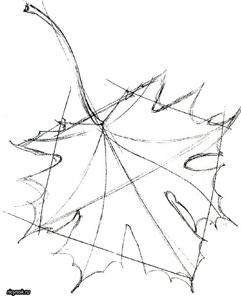 Поэтапный рисунок листа клена