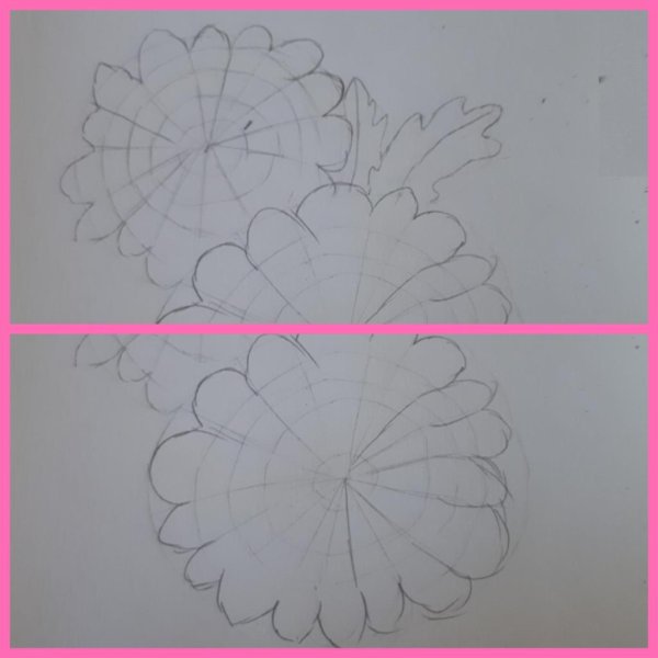 Хризантемы карандашом поэтапно