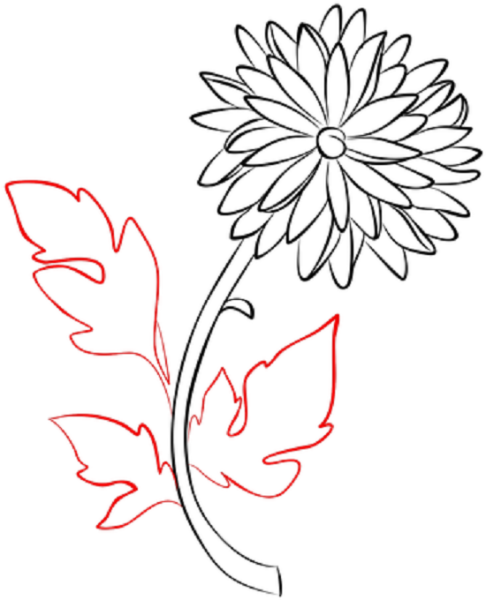 Хризантемы для срисовки