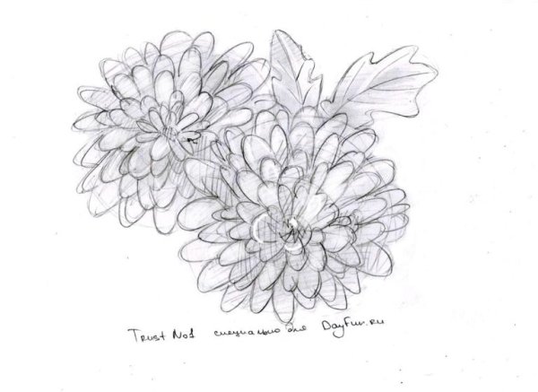 Рисунки цветов карандашом хризантемы