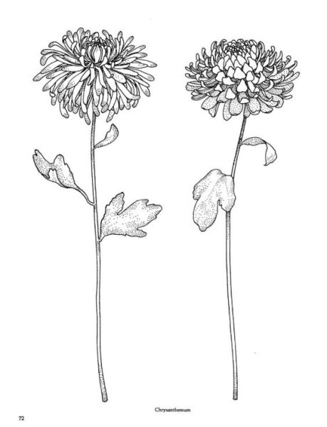 Хризантемы карандашом
