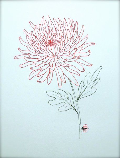 Хризантема референс