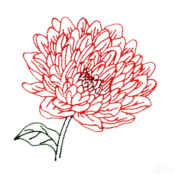 Хризантема рисунок