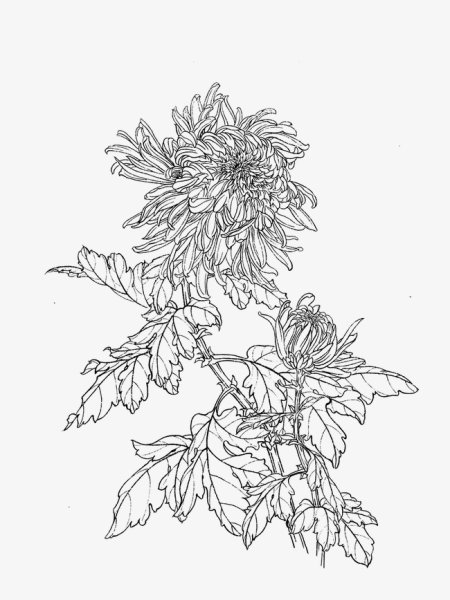 Хризантемы в вазе карандашом