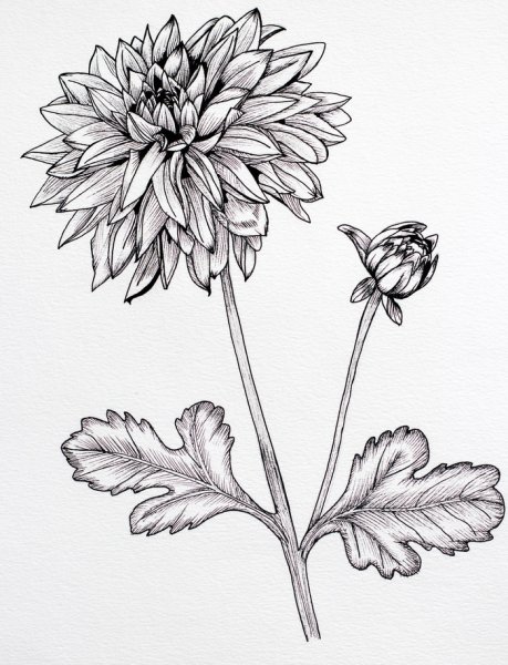 Хризантема референс