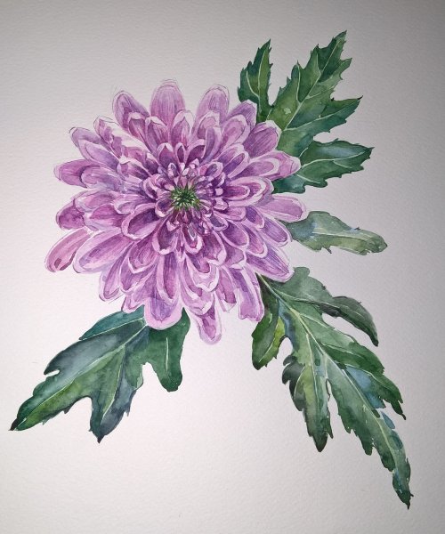 Хризантемы гуашью
