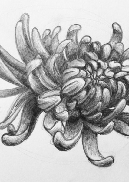 Китайская Хризантема тату