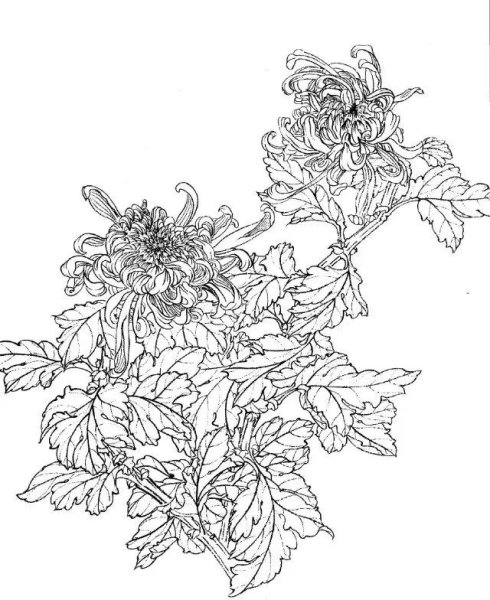 Хризантема и Самурай эскиз