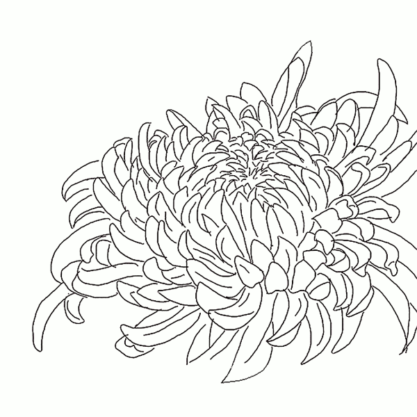 Хризантемы карандашом