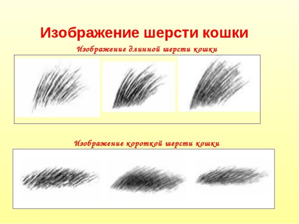 Шерсть зверей окружающий мир