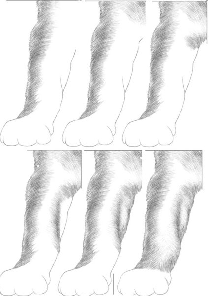 Этапы рисования животных