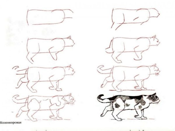 Лошадь поэтапно