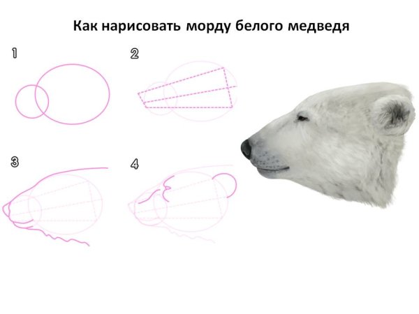 Как рисовать козленка поэтапно для детей