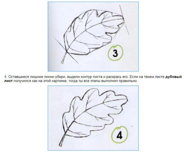 Поэтапное рисование листа дуба