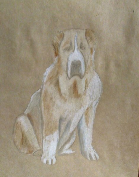 Раскраска собачка ротвейлер