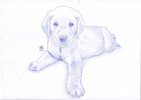 Рисунок ротвейлера карандашом для срисовки