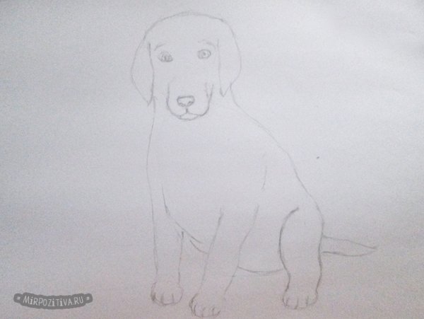 Форма головы у алабая