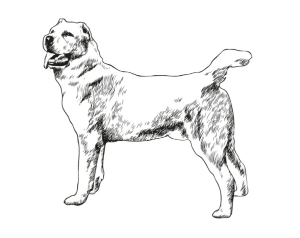 Среднеазиатская овчарка алабай для срисовки