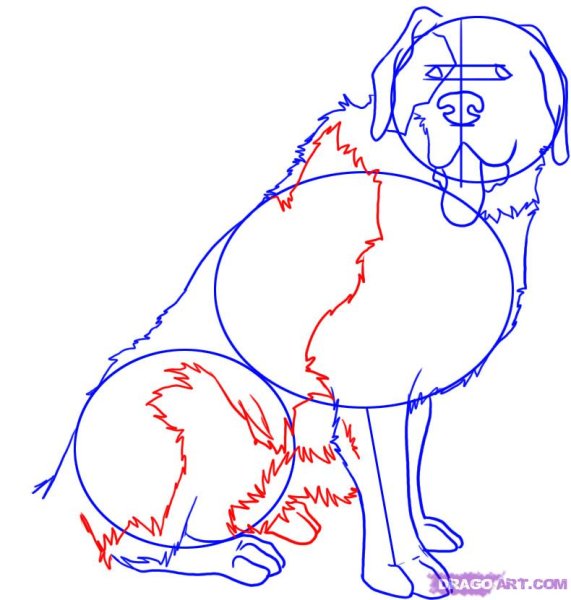 Раскраска питбуль