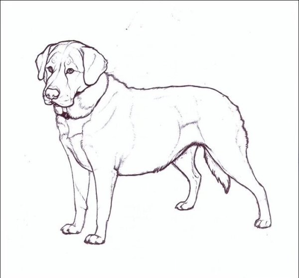 Среднеазиатская овчарка алабай для срисовки