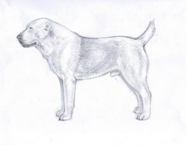 Лабрадор ретривер контур