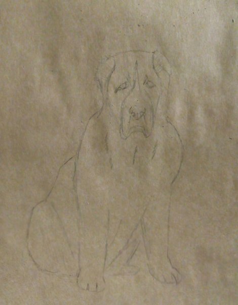 Кавказская овчарка раскраска