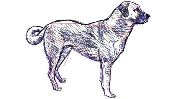 Скетчи животных и людей