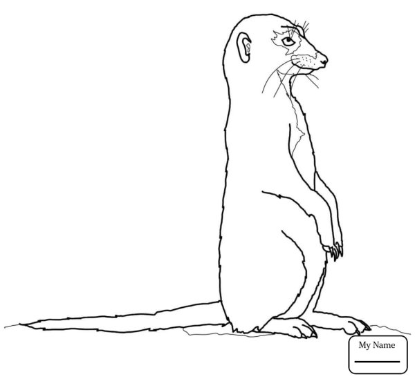 Сурикат раскраска