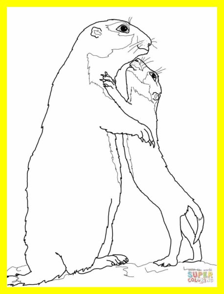 Суслик раскраска