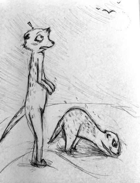 Сурикаты рисунок