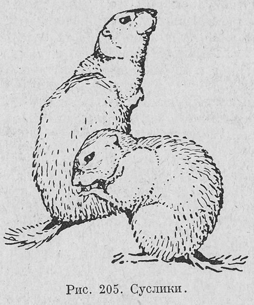 Суслик для рисования