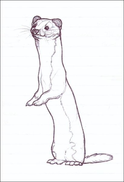 Ласка карандашом