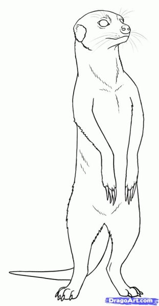 Суслик карандашом